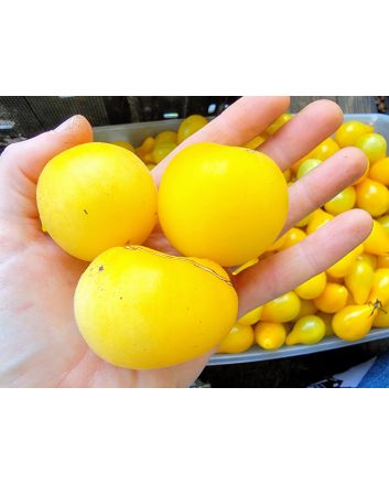 Tomato 'Peche Juane' Seeds (Naturally Grown)