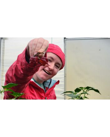 Hot Pepper 'Purple Reaper' Seeds (Naturally Grown)