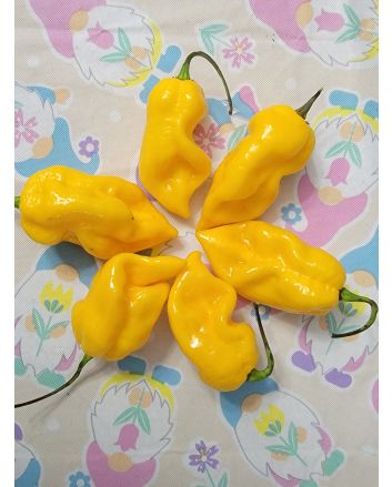 Hot Pepper 'Aji Lemon x Reaper' Seeds (Certified Organic)
