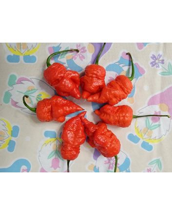 Hot Pepper 'Death Spiral' Seeds (Naturally Grown)