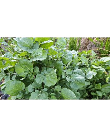 Arugula AKA Oriental Salad Rocket 'Victoria' Seeds (Naturally Grown)