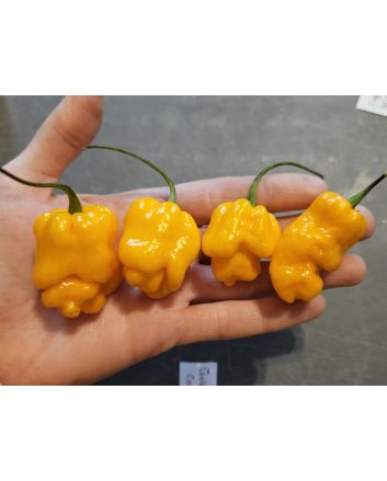 Hot Pepper 'Golden Slimer' Seeds (Naturally Grown)