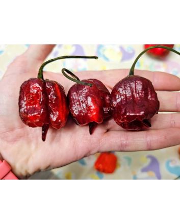 Hot Pepper 'Purple Reaper' Seeds (Naturally Grown)