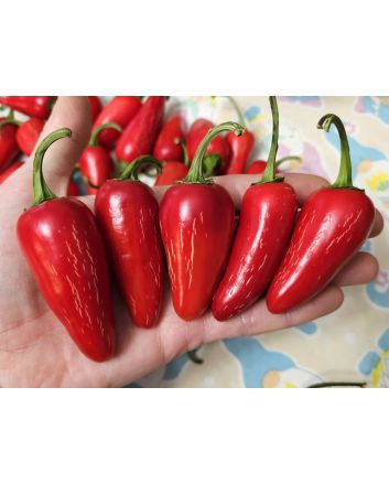 Hot Pepper 'Mattapeno' Seeds (Naturally Grown)