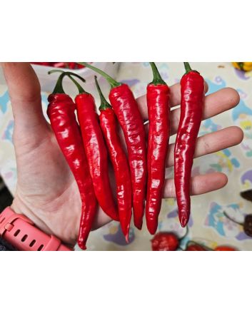 Hot Pepper 'Firecracker' Seeds (Naturally Grown)