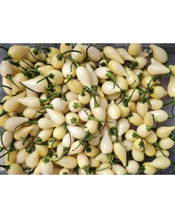 Hot Pepper 'White Chupetinho' Seeds (Naturally Grown)
