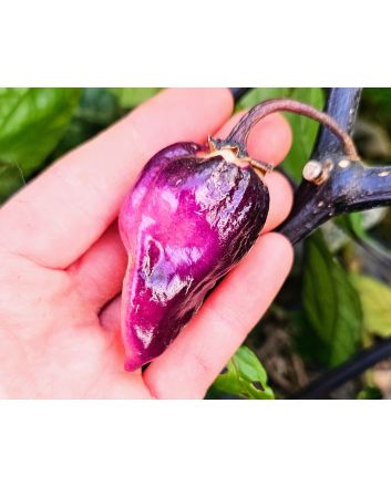 Hot Pepper 'Purple Gum Berry MAMP' Seeds (Naturally Grown)