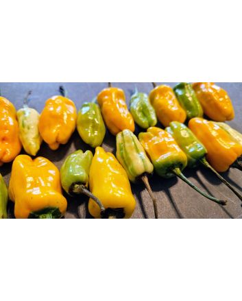 Hot Pepper 'Fish Orange' Seeds (Naturally Grown)