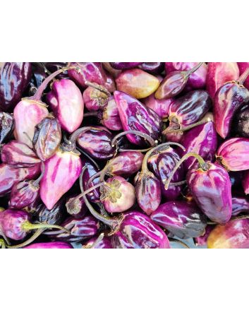 Hot Pepper 'Purple Gum Berry MAMP' Seeds (Naturally Grown)