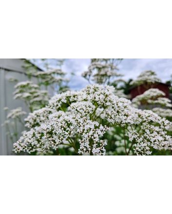 Valerian Plant 