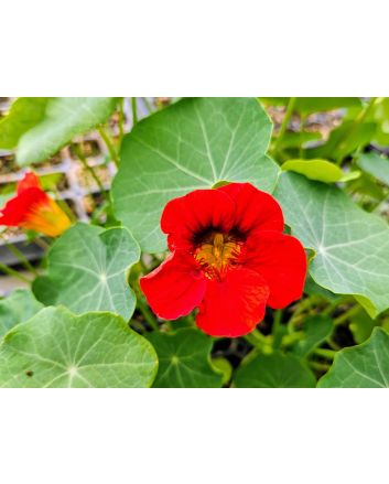 Nasturtium 'Fiesta Mix' Seeds (Naturally Grown)