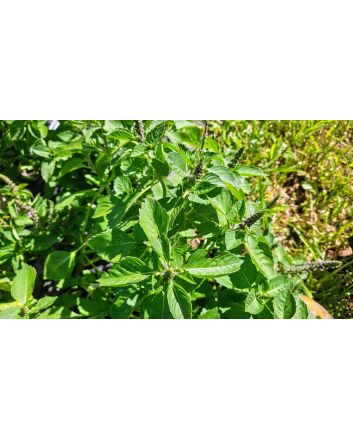 Basil 'Blue Spice' Seeds (Naturally Grown)