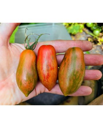 Tomato 'Prairie Fire' Seeds (Naturally Grown)