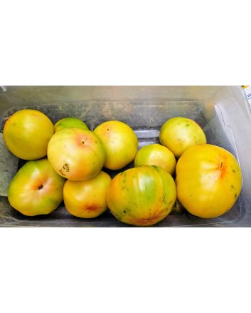 Tomato 'Eye of the Dingo' Seeds (Naturally Grown)