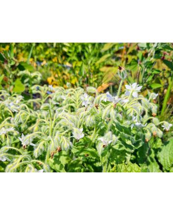 White Borage Seeds (Naturally Grown)