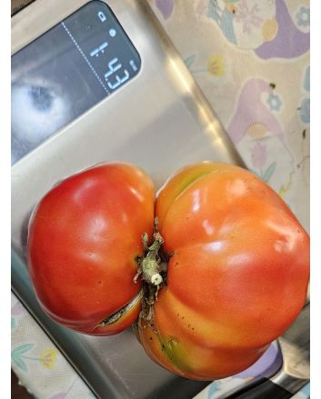 Dwarf Tomato 'Snakebite' Seeds (Naturally Grown)