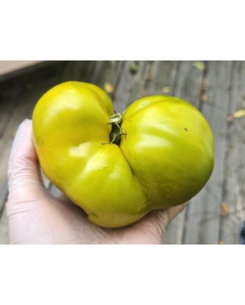 Dwarf Tomato 'Shamrock' Seeds (Naturally Grown)