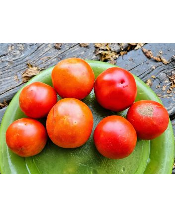 Tomato 'Ukrainian Ultra Early' Seeds (Naturally Grown)