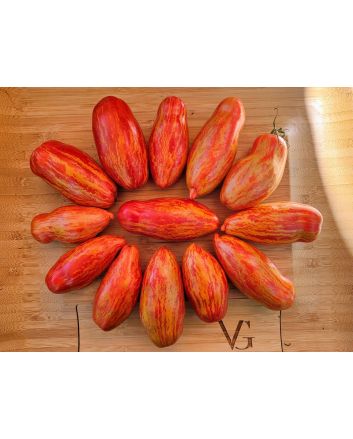 Tomato 'Bella' Seeds (Naturally Grown)