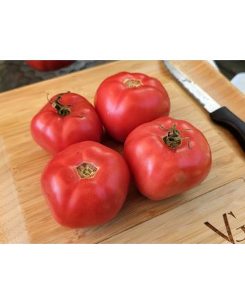 Tomato 'Early Detroit' Seeds (Naturally Grown)