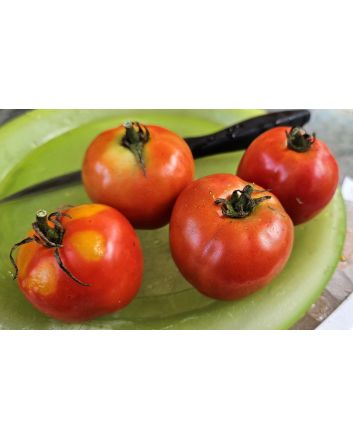 Tomato 'Super Sioux' Seeds (Naturally Grown)