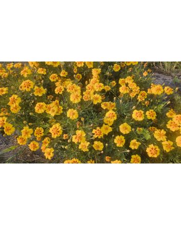Marigold 'Jaguar' Seeds (Naturally Grown)