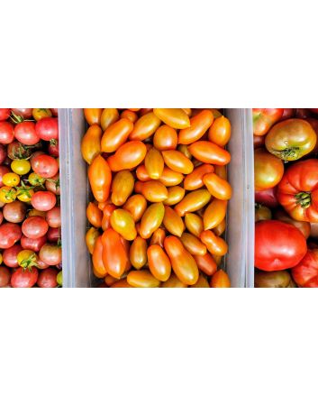 Tomato 'Sun Dipper F2' Seeds (Naturally Grown)