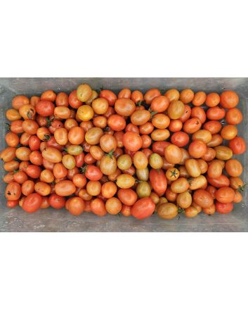 Tomato 'Mini Red Oval TR' Seeds (Naturally Grown) 