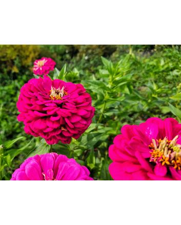 Zinnia 'Purple Prince' Seeds (Naturally Grown)