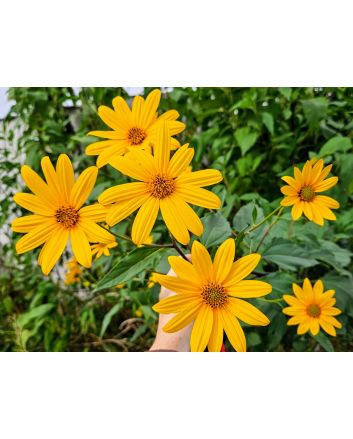 Jerusalem Artichoke AKA Sunchoke Tubers (Certified Organic) 