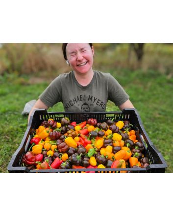Sweet Pepper ‘Mini Chocolate Bell’ Seeds (Naturally Grown)