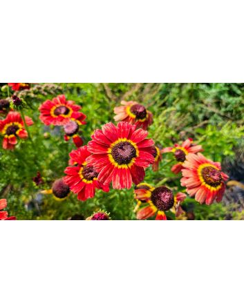 Red Tricolor Daisy Seeds (Naturally Grown)
