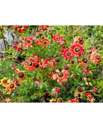 Red Tricolor Daisy Seeds (Naturally Grown)