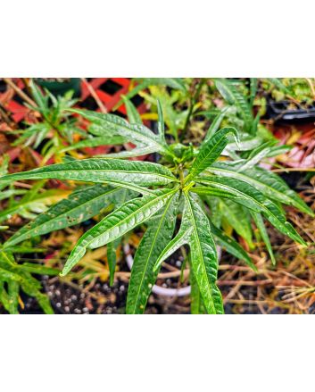 Kangaroo Apple Seeds (Naturally Grown)