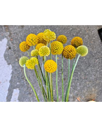 Sunball Craspedia 'Yellow Drumstick' Seeds (Naturally Grown)
