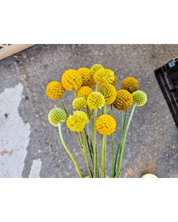 Sunball Craspedia 'Yellow Drumstick' Seeds (Naturally Grown)