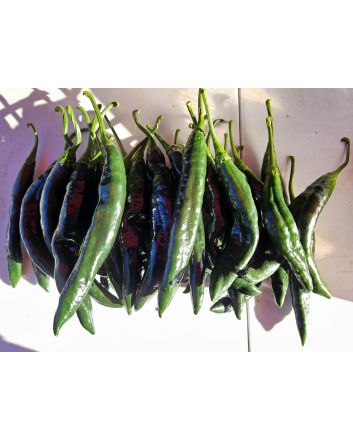 Hot Pepper ‘Pasilla Bajio’ AKA 'Chilaca' Seeds (Certified Organic)