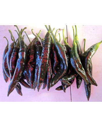 Hot Pepper ‘Pasilla Bajio’ AKA 'Chilaca' Seeds (Certified Organic)