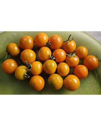 Tomato 'Small Orange Cherry RD' Seeds (Naturally Grown)