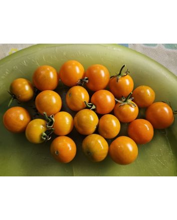 Tomato 'Small Orange Cherry RD' Seeds (Naturally Grown)