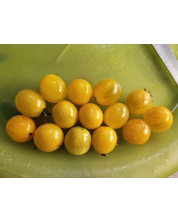 Tomato 'Mini Yellow Oval TR' Seeds (Naturally Grown)