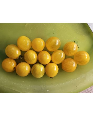 Tomato 'Mini Yellow Oval TR' Seeds (Naturally Grown)