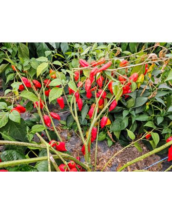 Hot Pepper 'Hot Paper Lantern' Seeds (Naturally Grown)