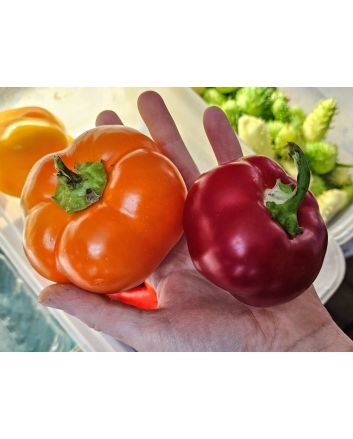 Sweet Pepper 'Pritamin Paprika Yellow' Seeds (Naturally Grown)