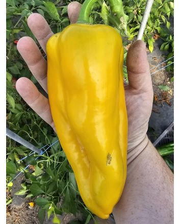 Sweet Pepper 'Yellow Bull's Horn' AKA 'Corno di Toro Giallo' Pepper Seeds