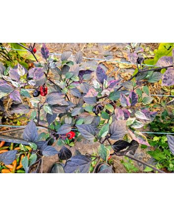 Hot Pepper 'Scarlett's Chili Variegated' Seeds (Naturally Grown)