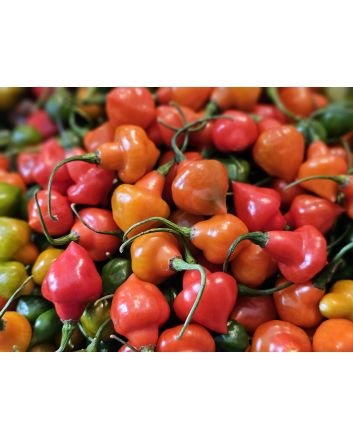Hot Pepper 'Spinning Top' Seeds 