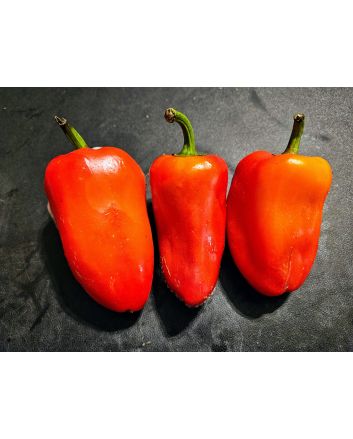 Sweet Pepper 'Ukrainian Early' Seeds (Naturally Grown) 