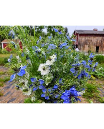 Love-in-a-Mist Mix Seeds