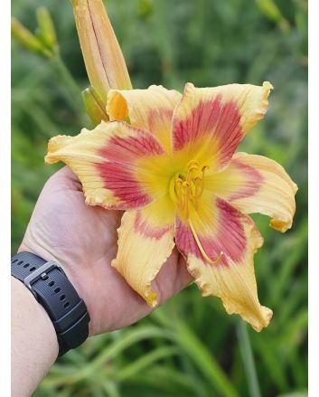 Daylily Mix Seeds
